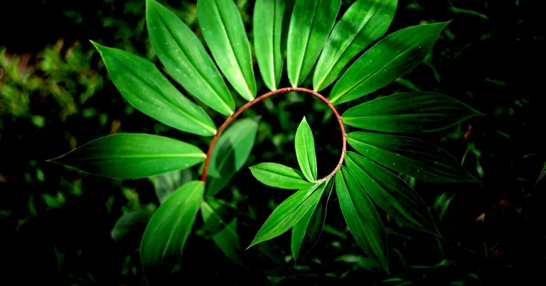 fibonacci-JesusDeusEspirito.com.br
